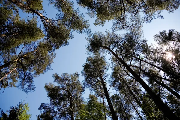 Pines Silhouettes — Stok fotoğraf