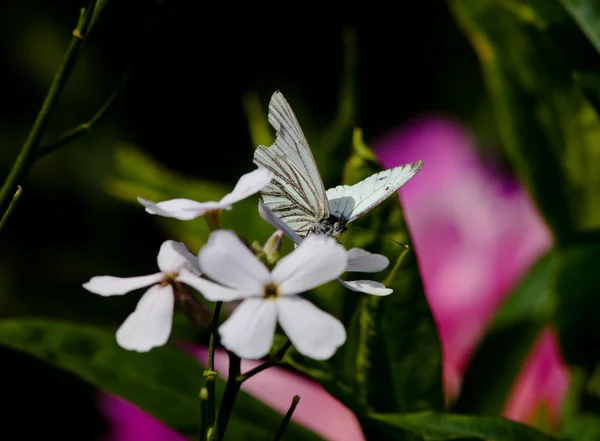 在弗洛上采集花粉的蝴蝶 — 图库照片