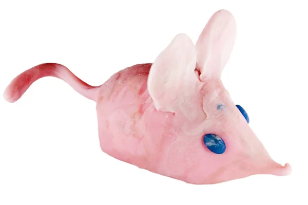 El ratón de plastilina . — Foto de Stock