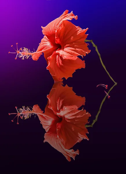 Czerwony kwiat na lustro — Zdjęcie stockowe