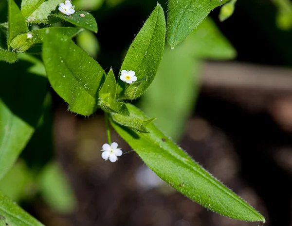 Белый цветок — стоковое фото