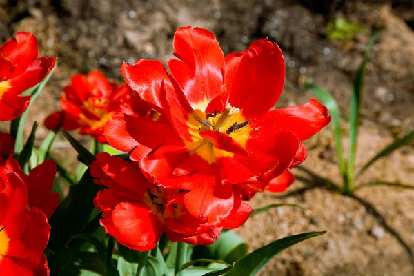 Piros virág — Stock Fotó