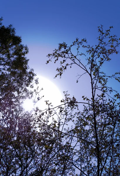 Ветвь и солнце на фоне й — стоковое фото
