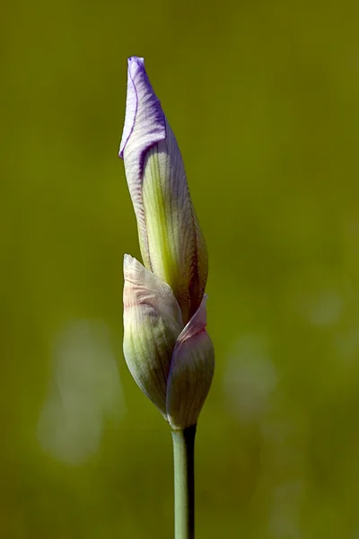 Iris bud připraven být otevřen v zahradě — Stock fotografie