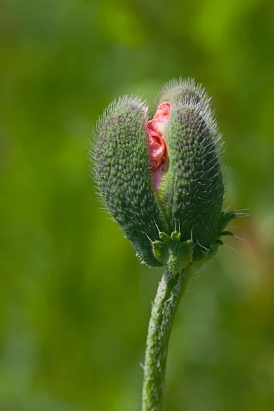 Poppy bud shined with the sun in a garde — Stock Photo, Image