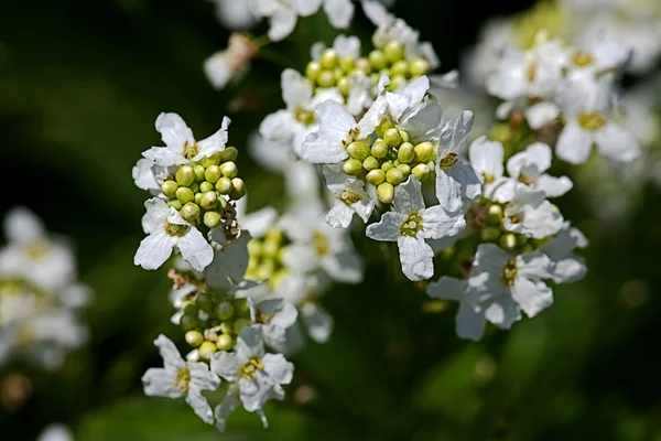 Flores blancas brillaban con el sol en una g — Foto de Stock