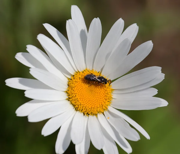 Flyga på vit-gul blomma i en trädgård — Stockfoto