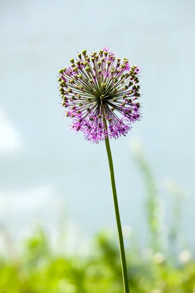 Bir yaz gar dekoratif çiçek soğan — Stok fotoğraf