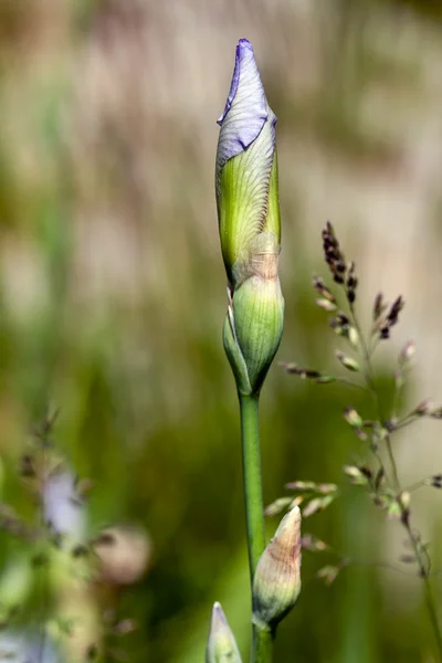 Gemme di iris pronte per essere aperte in un giardino — Foto Stock
