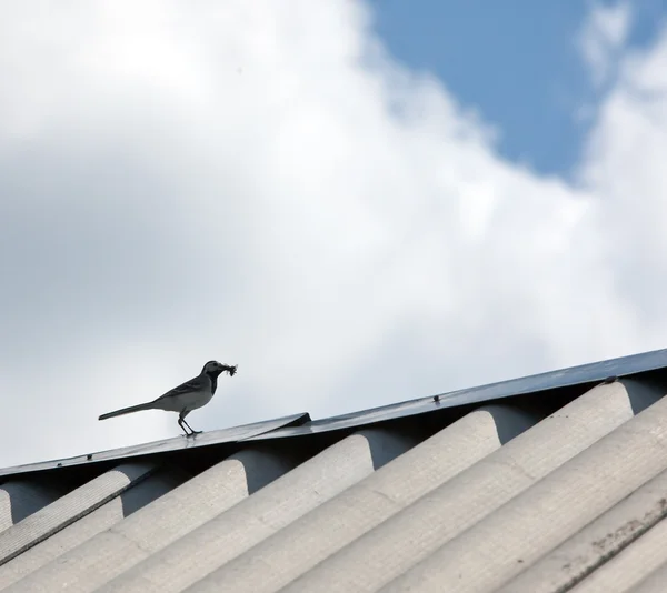 Wagtail on a roof with extraction for ba — Stock Photo, Image