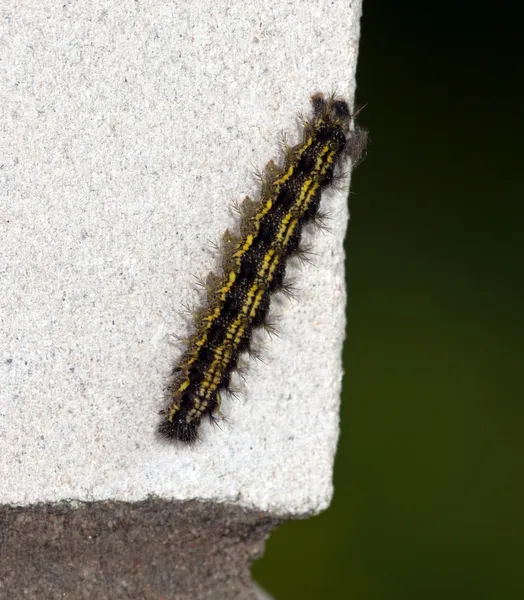 The fluffy caterpillar creeps on a white — Stock Photo, Image