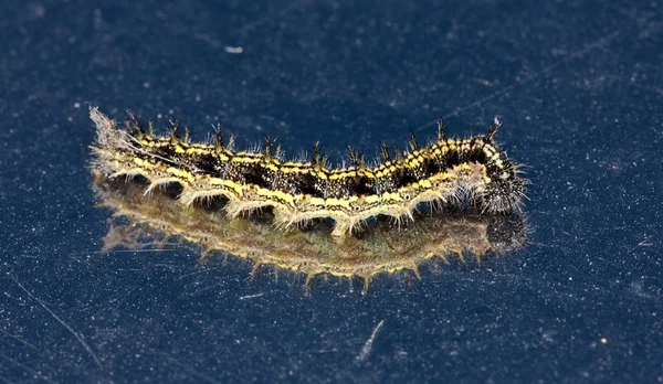 The fluffy caterpillar creeps on a mirro — Stock Photo, Image