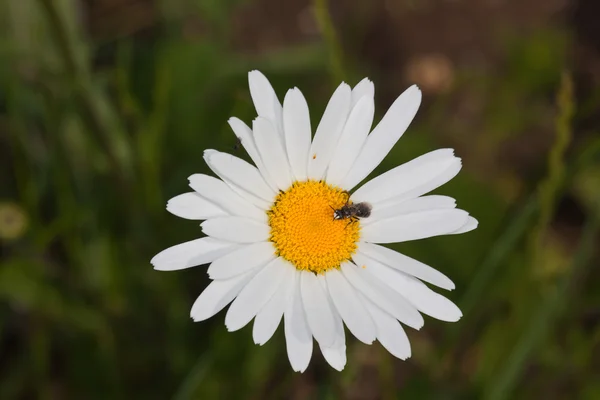 Bir bahçede beyaz-sarı çiçek üzerinde uçmak — Stok fotoğraf