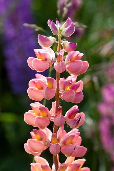 Цветы люпин розовый в летнем саду — стоковое фото