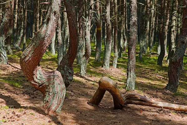 Танці дерева — стокове фото