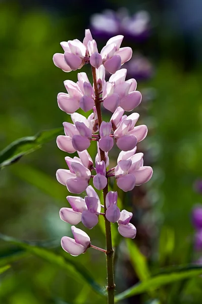 Flores lupino rosa en un jardín de verano —  Fotos de Stock