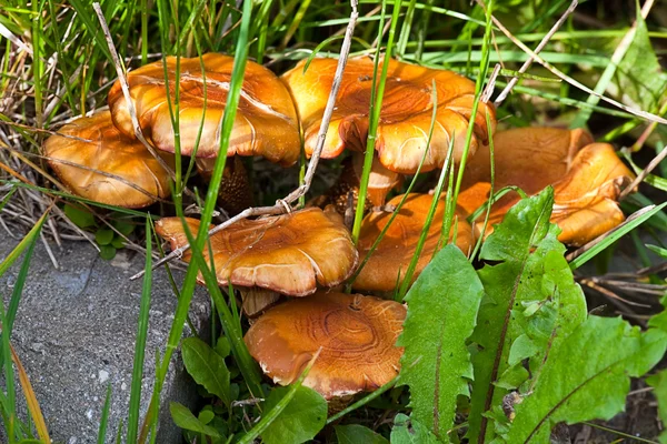 Přátelské rodině houby muchomůrky — Stock fotografie