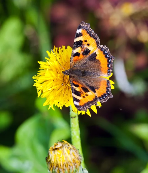 Der Schmetterling sammelt Pollen auf einem Flo — Stockfoto