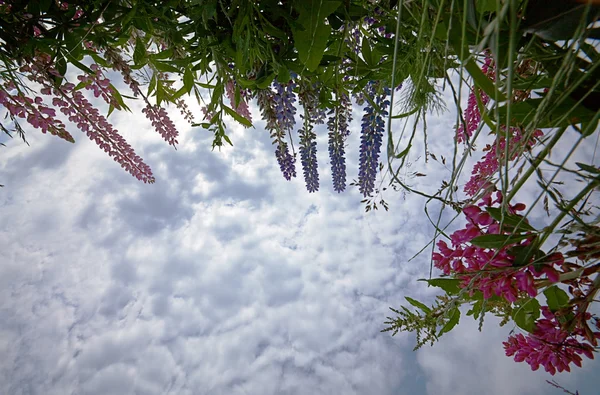 Grama e flor em um fundo do — Fotografia de Stock