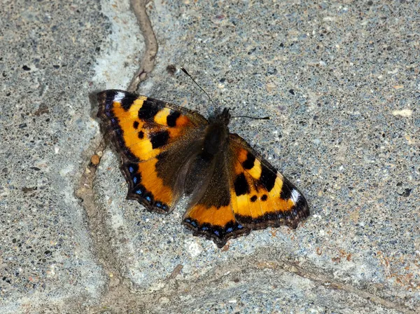 A borboleta sentado na estrada concreto a — Fotografia de Stock