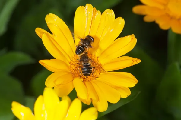 A méh virágport gyűjt egy virág — Stock Fotó