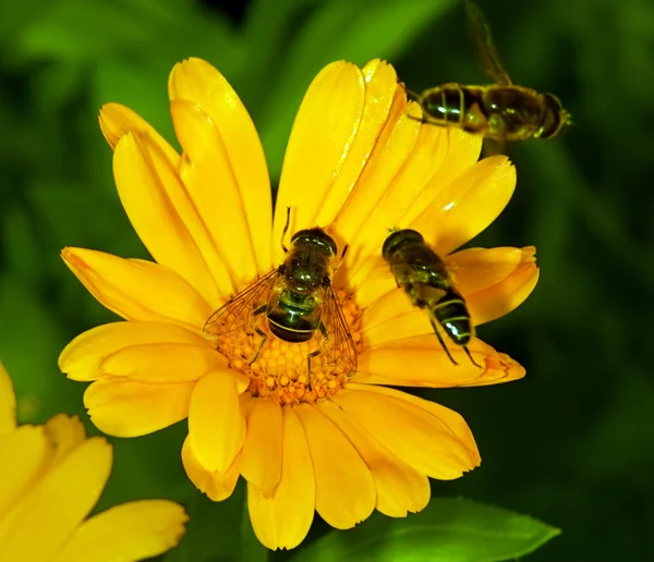 L'abeille ramasse du pollen sur une fleur — Photo