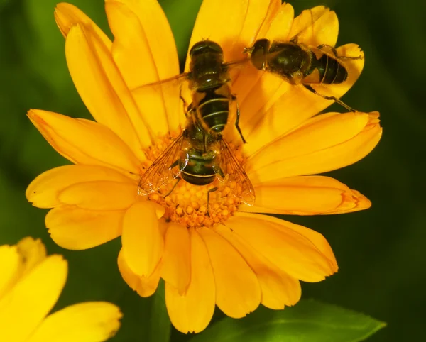 La abeja que recoge el polen en la flor — Foto de Stock