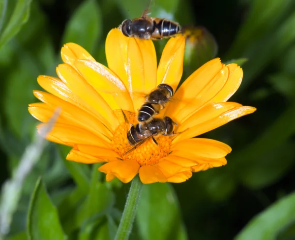 A abelha que coleta o pólen em uma flor — Fotografia de Stock