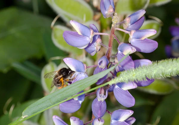 Bee on flowers lupine pink in a summer g — Stock Photo, Image