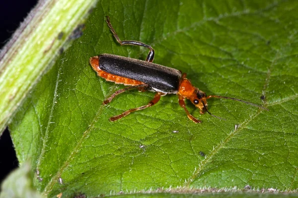 Rote fliegende Käfer auf grünem Flugblatt — Stockfoto