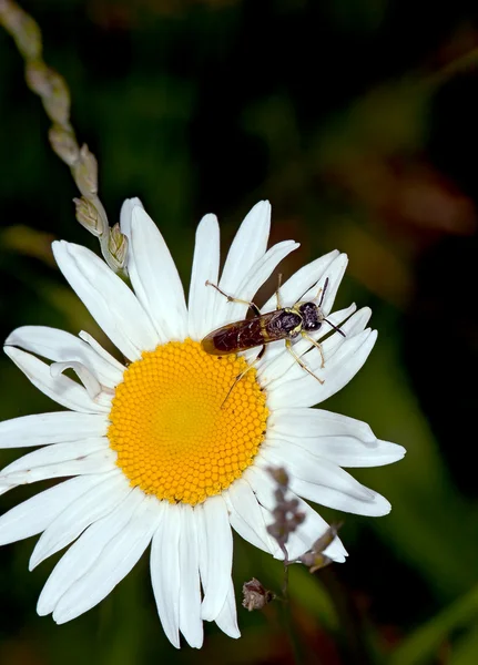 Fiore bianco con una mosca — Foto Stock