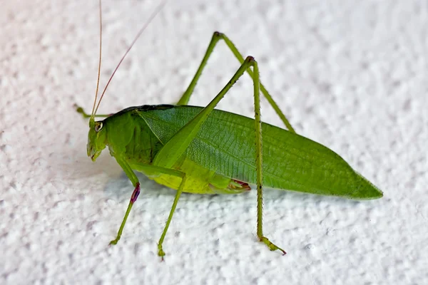 stock image Grasshopper