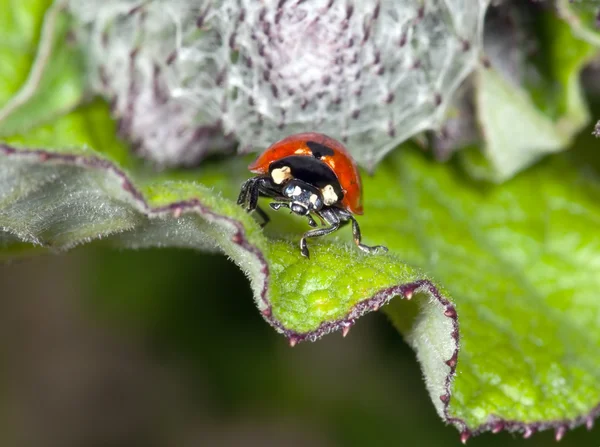 Der Marienkäfer auf einem Flugblatt sucht nach Blattläusen — Stockfoto
