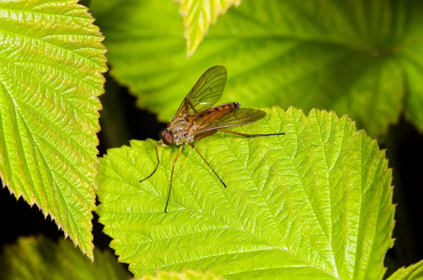 Bug voador vermelho em um folheto verde — Fotografia de Stock