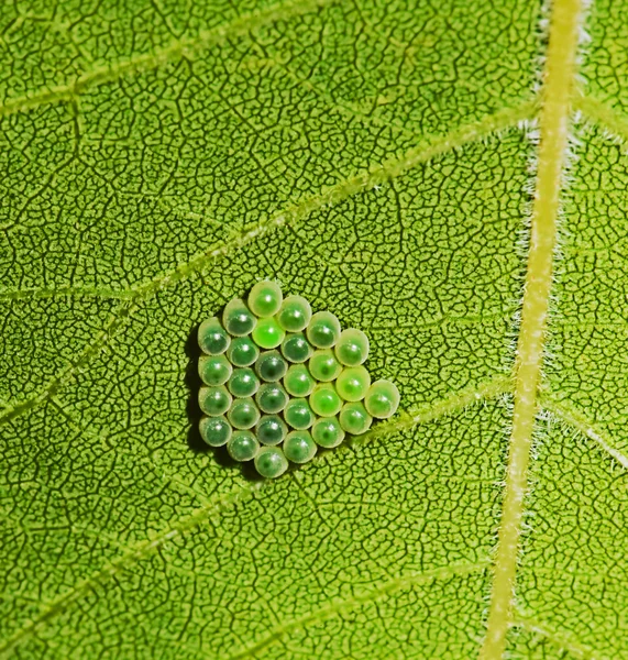 Откладывание яиц насекомых на зеленую листовку — стоковое фото