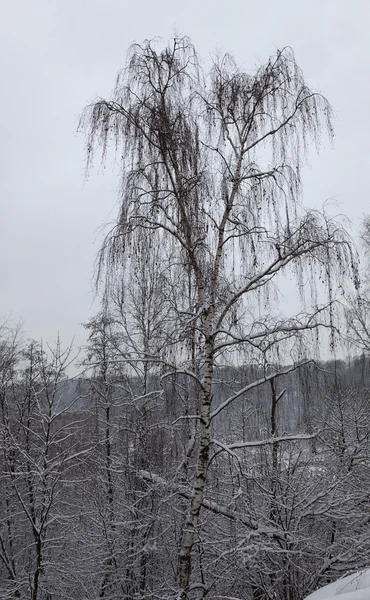 Winterabend im Wald. — Stockfoto