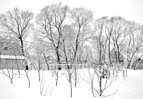 Winterabend im Wald. — Stockfoto