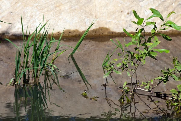 池で育つ草 — ストック写真