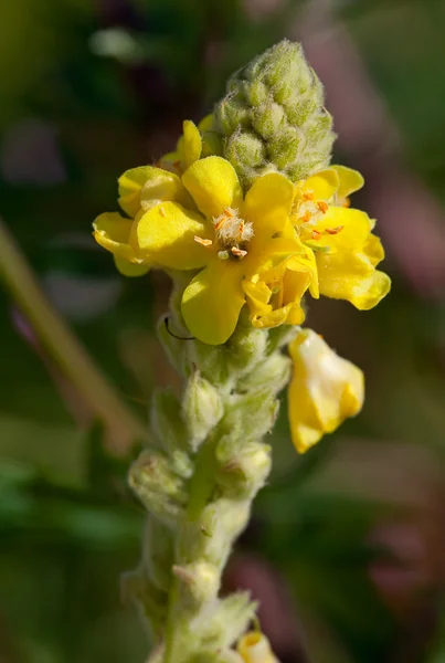 stock image Yellow flower