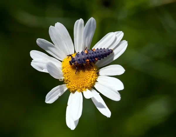 La larva di coccinella si siede su una camomilla — Foto Stock