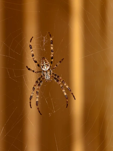 Spider waiting a fly on web in the windo — Stock Photo, Image
