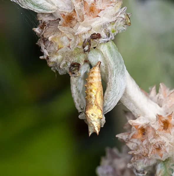 O casulo de um inseto pendura em um flowe — Fotografia de Stock