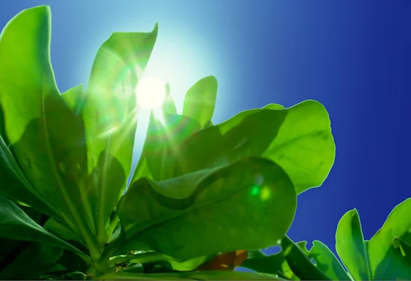 The sun in green leaflet — Stock Photo, Image
