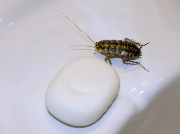 De grote kakkerlak in de buurt van zeep — Stockfoto