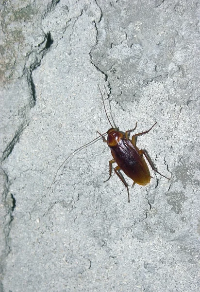 stock image Cockroach