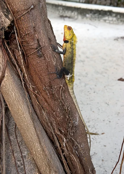 El lagarto en un viejo tronco —  Fotos de Stock