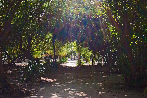 Sonnenstrahlen auf einem Fußweg — Stockfoto