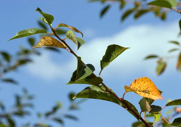 Gelbe Blätter. Herbst — Stockfoto