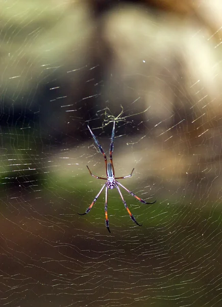 Laba-laba di Web — Stok Foto