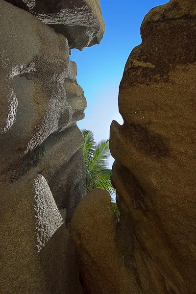 Palma sulle rocce — Foto Stock